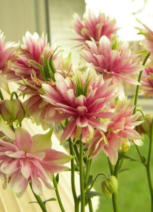 NORA BARLOW Pink COLUMBINE Aquilegia Caerulea Flower Seeds