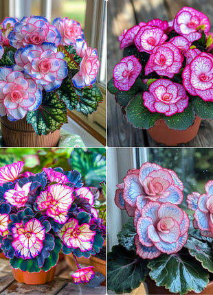 Begonia Rex 'Pink Neon'