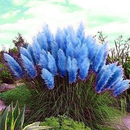Mixed Pampas Grass Ornamental Seeds