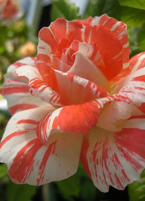 Orange white roses seeds