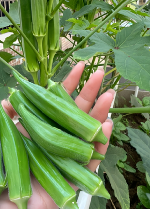 Fruit Okra Seeds