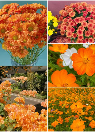 Orange You Glad - Orange Flower Seed Mix