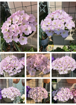 🌸The Latest Petunia Varieties In 2024