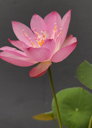 Bowl Lotus: Embracing Zen through Blossoms