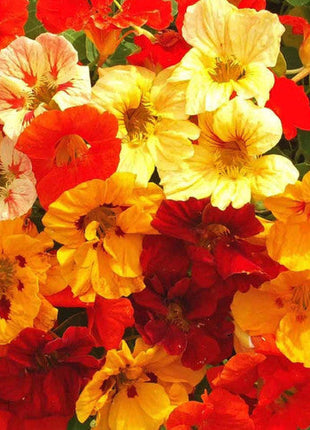 TROPAEOLUM MAJUS NANUM SINGLE MIX