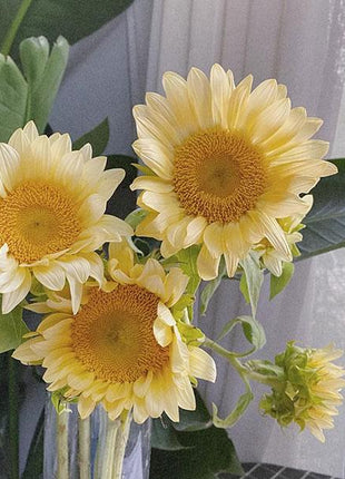 Butter Sunflower Seeds