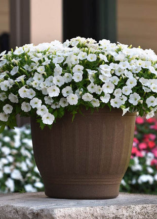 Shock Wave White Petunia Seeds