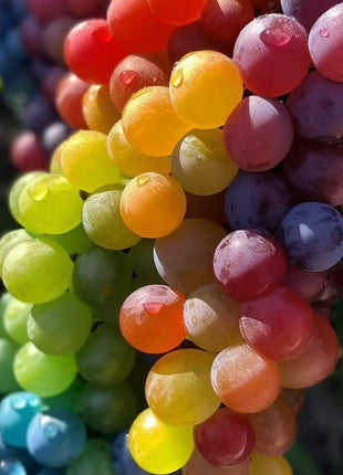 50 Seeds New Rare Rainbow Hybrid Grape Organic