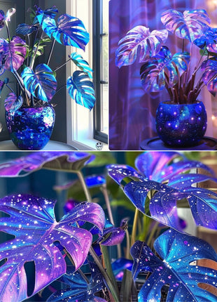 🌿 Cosmic Monstera