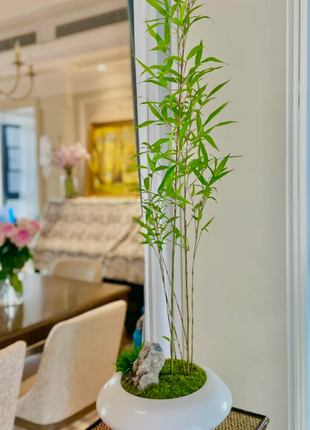 🎋Ornamental Miniature Purple Bamboo——“Lucky Feng Shui Bamboo”