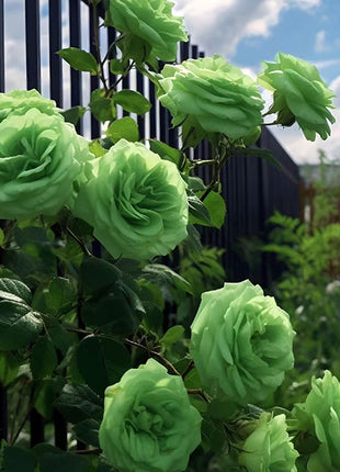 Rare Green Rose Flower Seeds