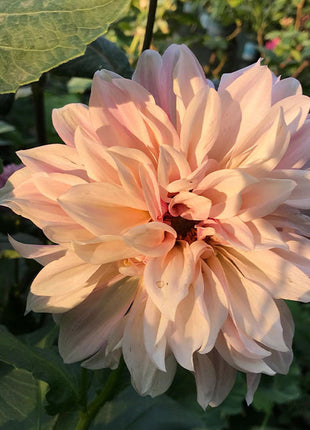 Mixed Giant Dahlia Seeds