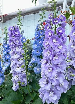 🌼Big Flower Delphinium Seeds