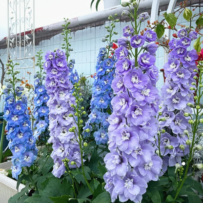 🌼Big Flower Delphinium Seeds