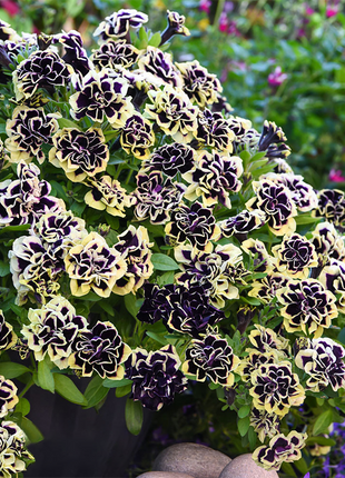 Petunia, Midnight Gold