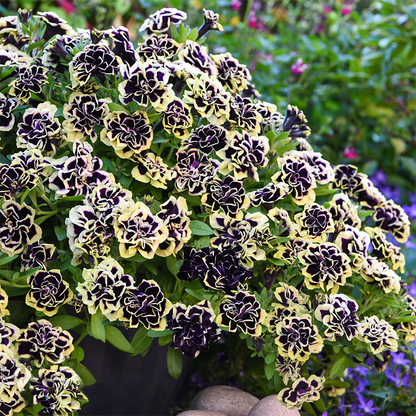 Petunia, Midnight Gold