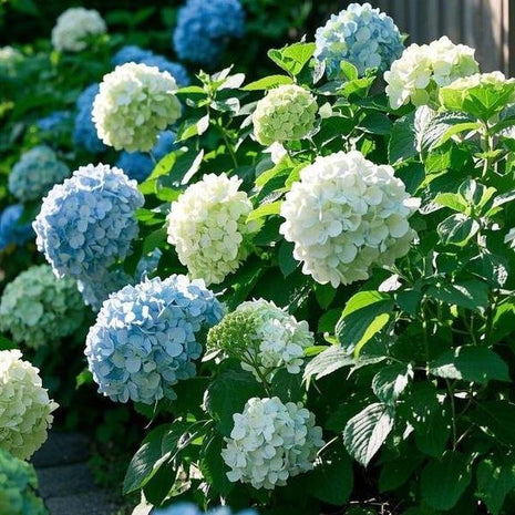 200 Pcs Mixed Color Hydrangea Seeds | Gorgeous & Elegant Blooms for Your Garden & Floral Projects