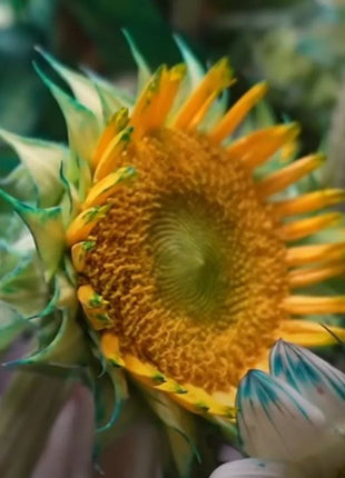 Green Lace Sunflower Seeds