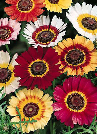 Chrysanthemum Carinatum Mixed Color - Flower Seeds