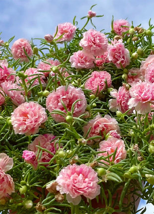 💙Muti-color Portulaca Flower Seeds