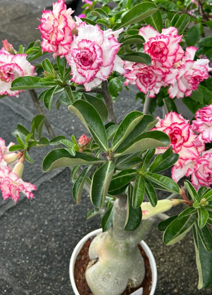 Beautiful whirlpool💞Desert Rose Seeds