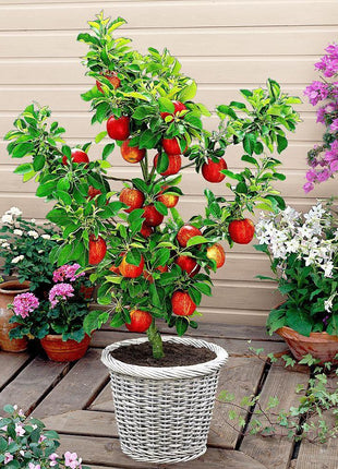 Scarlet Sentinel Columnar Apple Tree Seeds