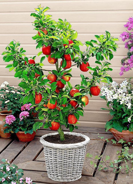 Scarlet Sentinel Columnar Apple Tree Seeds
