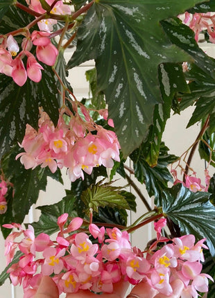 Begonia Aconitifolia