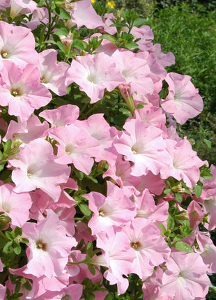 Appleblossom Petunia Seeds