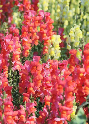 Dwarf Snapdragon  Seed Mixed