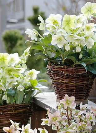 Honeymoon Hellebore, Christmas Rose