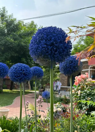 Giant Allium Giganteum Ornamental Onion Flower