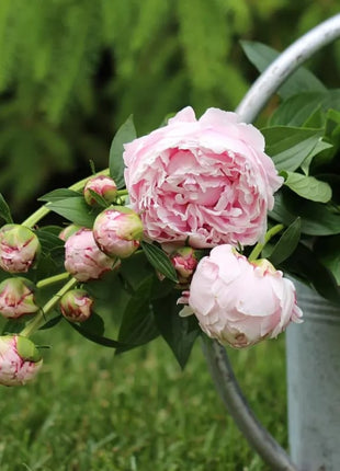 🔥LAST DAY 45% OFF🌺THE QUEEN OF FLOWERS—DOUBLE PETALED PIANI