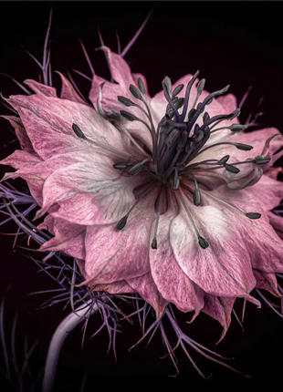 Nigella Sativa-Love in the Mist