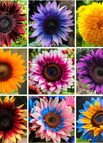 Mix / 💐200Seeds