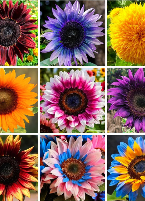 🌻50+ Mixed Color Sunflowers