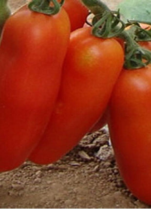 Bunches of Bananas Tomato Seeds Organic Vegetable Bonsai Seeds