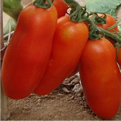 Bunches of Bananas Tomato Seeds Organic Vegetable Bonsai Seeds