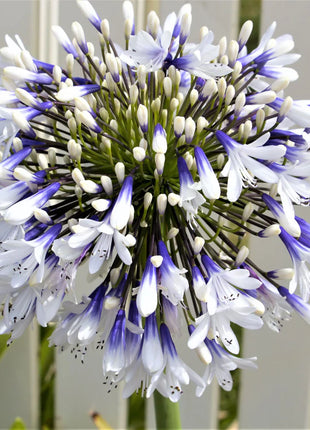 🎁New Year Sale🎁Agapanthus 'Twister'