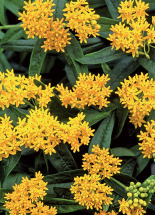 Asclepias Collection