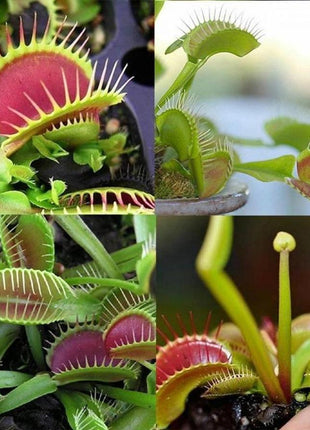 VENUS FLYTRAP SEEDS, PLANT SEEDS, INSECTIVOROUS PLANT, 100 SEEDS