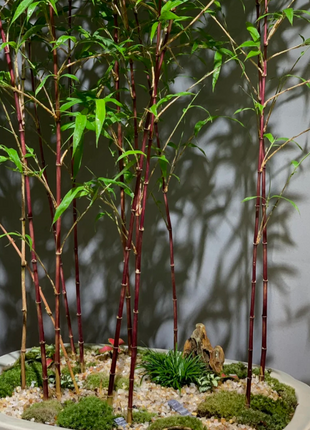 🎋Ornamental Miniature Purple Bamboo——“Lucky Feng Shui Bamboo”
