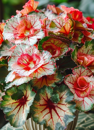 🌿Four-leaf Begonia🌸