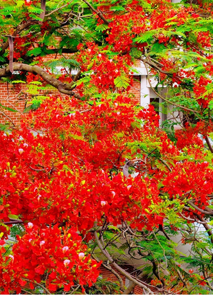 Royal Poinciana Seeds