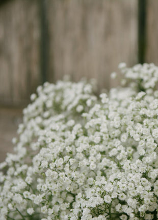 100pcs Gypsophila seeds Baby's Breath Gypsophila