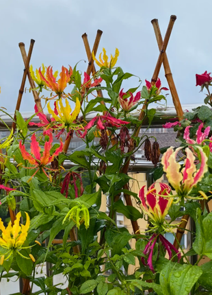 💐Gloriosa Lily—Life Never Dies, Passion Never Dies