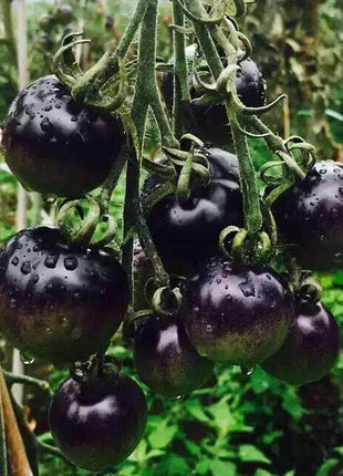 Rare Black Tomato Seeds