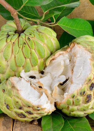 Sugar Apple Seeds
