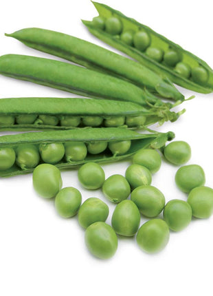 Pea Karina Organic
