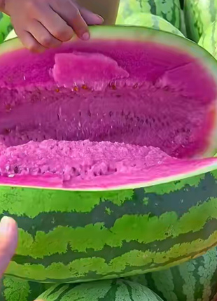 Pink Mist Watermelon Seeds🍉✨